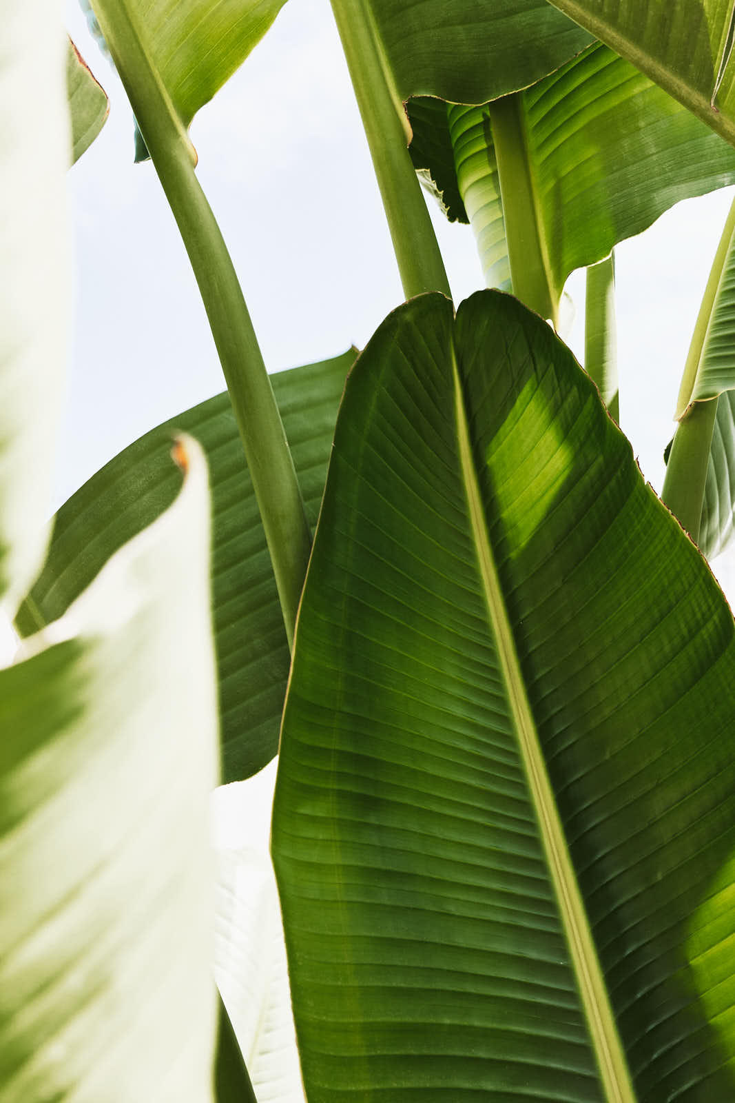 Bananenblatt vor hellem Himmel